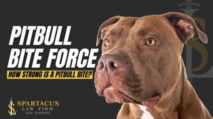 Pit Bull Bite Force: Understanding the Power and Misconceptions